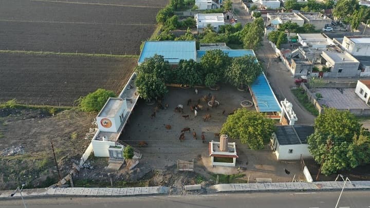 Cow Shelter (ગૌશાળા)